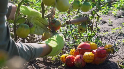Farmer puts tomatoes in basket on farm. Picking fall crop of vegetables. Harvest Stock Footage 161243483