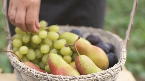 Farmer puts white grapes in a basket Stock Footage 80989387