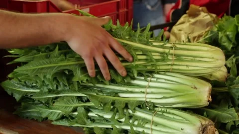Farmer putting a bunch of chicory on the table ready to be sold at a market Stock Footage 158836229