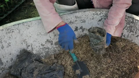 Farmer putting mixed soil into a small black planting bag Stock Footage 221247998