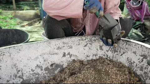 Farmer putting mixed soil into a small black planting bag Stock Footage 221248189