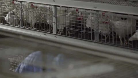 Farmer putting multiple chicken bird animals inside the metal poultry cages Stock Footage 264592761