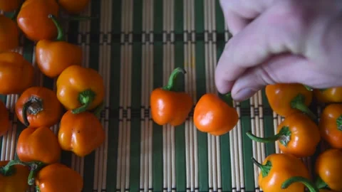 Farmer putting peppers on table Stock Footage 259368145