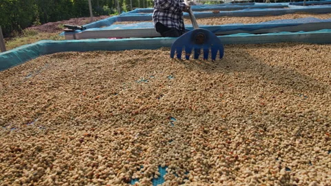 Farmer Raking Coffee Beans For Sun Drying Process On Agricultural Plantatio.. Video stock 338384542