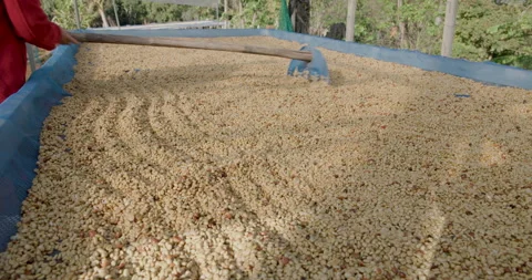 Farmer Raking Raw Coffee Beans On Drying Platform In Doi Chang Chiang Rai T.. Stock Footage 336888700