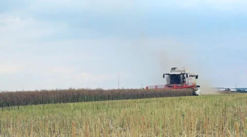 Farmer on a rape field Stock Footage 40286869
