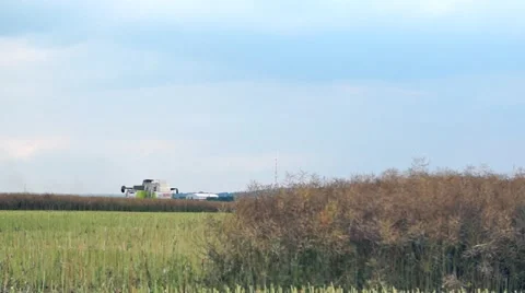Farmer on a rape field Video stock 40286922