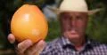 Farmer Recommend Healthy Dessert Vitamins Nutritious Close Up Grapefruit View 4k or 4k+ Resolution
