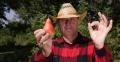 Farmer Recommend Pear Fruit Best Food Vitamins Antioxidant Organic Sweet Food 4k or 4k+ Resolution