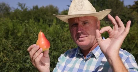 Farmer Recommend Pear Fruit Best Food Vitamins Antioxidant Organic Sweet Food Video stock 75731673