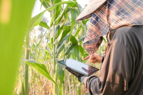 Farmer recording growth using technology to help record agricultural data Stock Photos