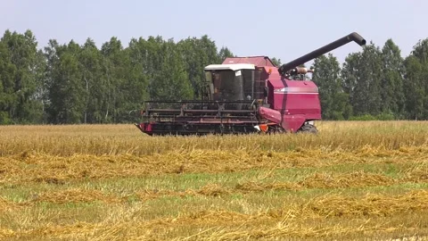 A farmer in a red combine harvests grain from the field Video stock 100603977