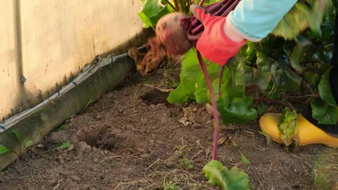 Farmer in red gloves harvesting beetroot Stock Footage 317298141