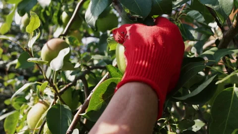 A farmer in red gloves harvests pears Stock Footage 281488037