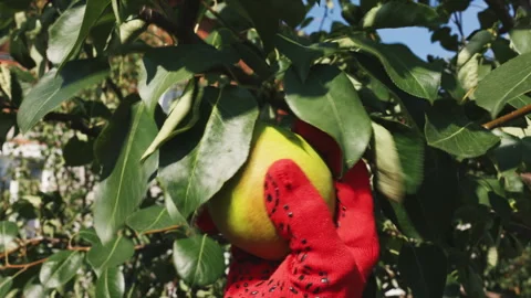 A farmer in red gloves harvests pears Video stock 282960818