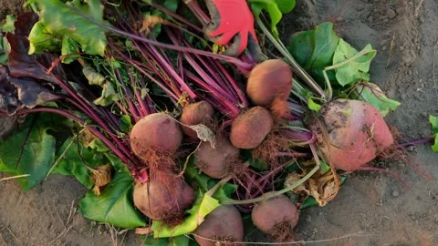  Farmer in red gloves puts the dug-up beets in a pile after harvesting Stock Footage 317297929