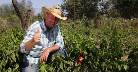 Farmer Red Pepper Plants Rows Man Gardening Checking Picking Verify Plant Garden Stock Footage 54660228