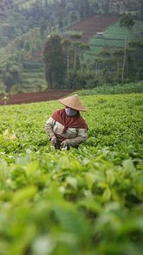 Farmer in red is picking tea in the tea garden Stock Photos