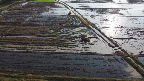 Farmer in red tractor preparing land for rice planting with birds flying around. Stock Footage 232968782