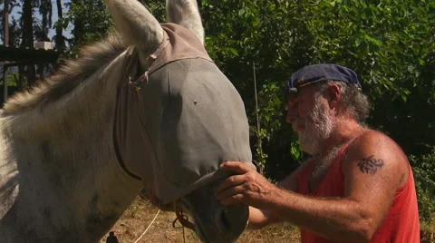 Farmer removes fly screen from donkey Vídeos de archivo 53309836