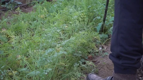 Farmer removes watering system from a bed of carrots Stock Footage 71007993