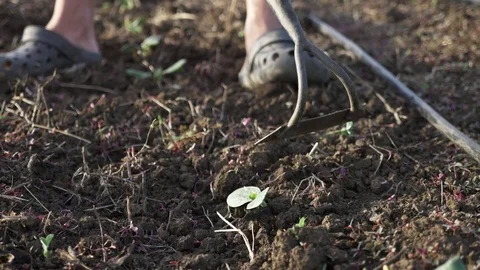 Farmer removes weeds by hoe in corn field with young growth at organick eco farm Stock Footage