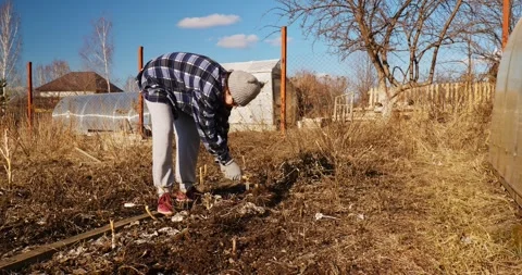 Farmer removing cabbage roots from the ground Stock Footage 256440926