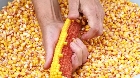 Farmer removing corn grains from cob Stock Footage 161099999