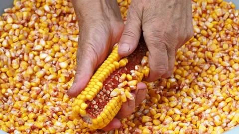 Farmer removing corn grains from cob Stock Footage 169222716