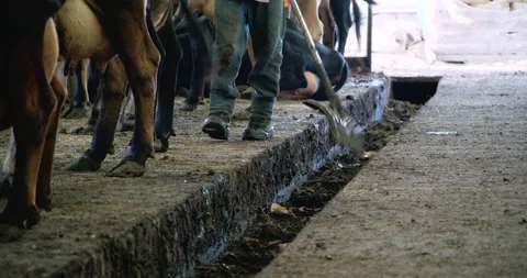 Farmer removing cow manure from the cattle bed with a plastic shovel and walking Stock Footage