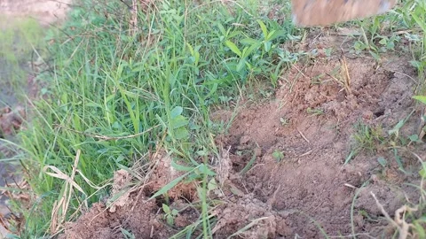 Farmer removing weeds and clearing green grass with a hoe. Stock-Footage 337106205