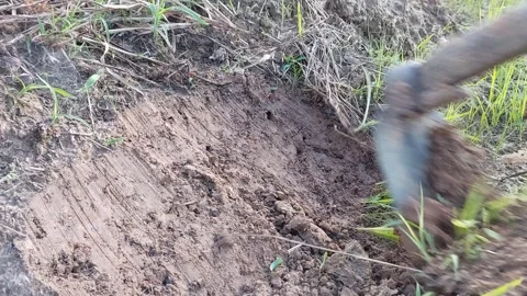 Farmer removing weeds and clearing green grass with a hoe. 動画素材 337106338