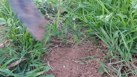 Farmer removing weeds and clearing green grass with a hoe. 動画素材 337107931
