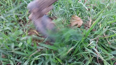 Farmer removing weeds and clearing green grass with a hoe. 動画素材 337108019