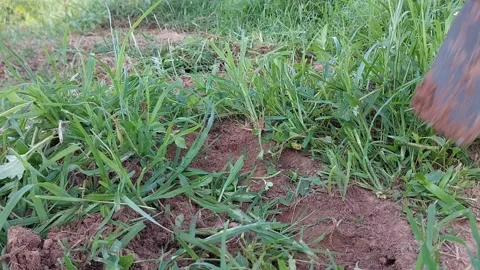 Farmer removing weeds and clearing green grass with a hoe. 動画素材 337109202