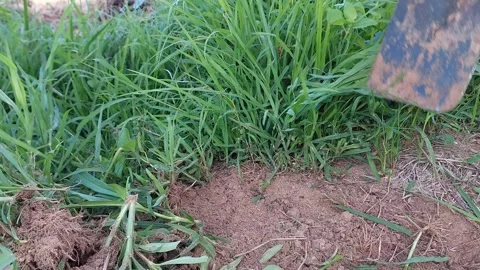 Farmer removing weeds and clearing green grass with a hoe. 動画素材 337109366