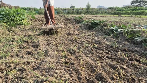 Farmer Removing Weeds And Roots From Tilled Soil For Planting Close Up Shot Stock Footage 342720138