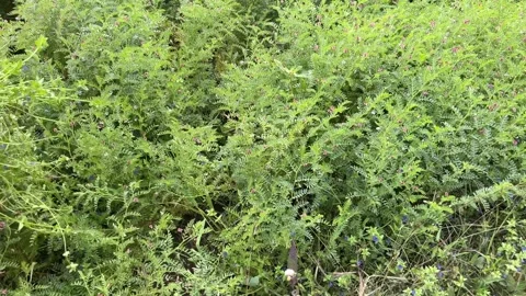 Farmer removing weeds manually from a green chickpea crop field Stock-Footage 327957367