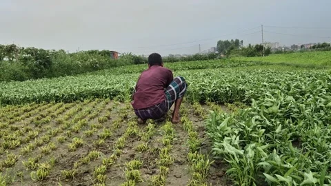 Farmer Removing Weeds From Vegetable Field Back View Wide Shot Bangladesh Stock Footage 338435575