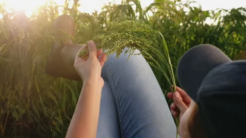 Farmer resting lying in the field examines a sprig of millet Stock Footage 136345949