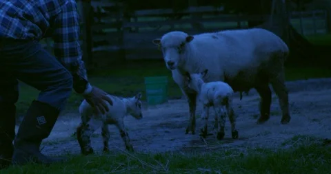 Farmer returning a lamb to its mother. Stock Footage 88373725