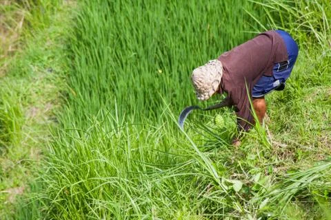 A farmer in the rice check at work in the field Stock Photos