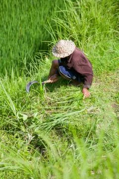 A farmer in the rice check at work in the field Foto stock
