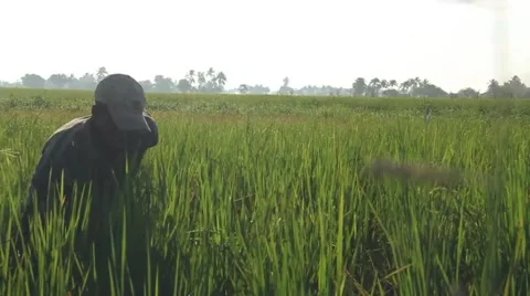 Farmer in Rice Feild Stock Footage 45422457