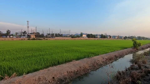 Farmer in rice field Video stock 127215530