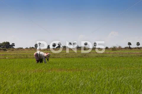 Farmer in rice field Stock Photos