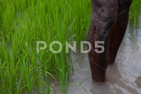 Farmer in rice field Stock Photos