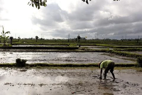 Farmer in rice field Stock Photos