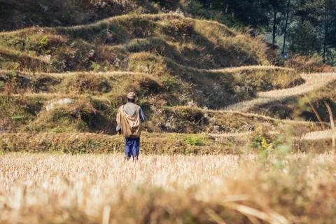 Farmer on the rice fields on the Annapurna Base Camp Trek, Nepal Stock Photos
