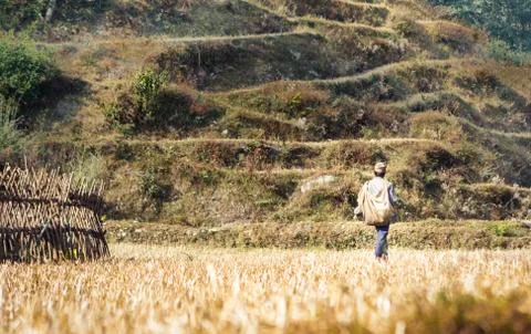 Farmer on the rice fields on the Annapurna Base Camp Trek, Nepal Stock Photos